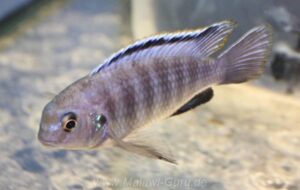 Tropheops sp. 'black dorsal' Luwala Reef