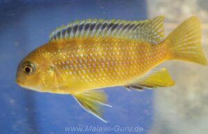 Tropheops sp. 'black dorsal' Luwala Reef