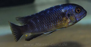 Tropheops sp. 'black dorsal'