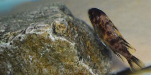 Tropheops sp. 'black dorsal' Makonde