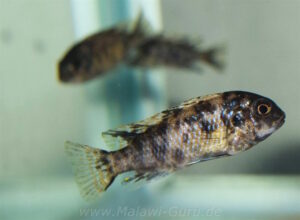 Tropheops sp. 'black dorsal' Makonde