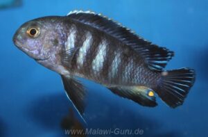 Tropheops sp. 'chilumba'