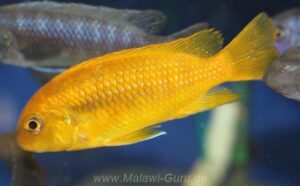 Tropheops sp. 'chilumba' Chilumba Bay