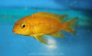 Tropheops sp. 'chilumba' Chilumba Bay