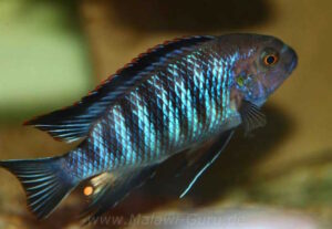 Tropheops sp. 'chilumba' Chitande Island