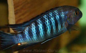 Tropheops sp. 'chilumba' Chitande Island