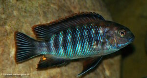 Tropheops sp. 'chilumba' Chitande Island Galerie Tropheops sp. 'chilumba'