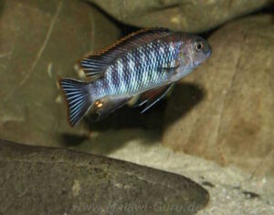 Tropheops sp. 'chilumba' Chitande Island