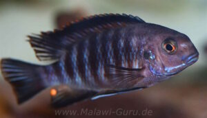 Tropheops sp. 'chilumba' Chitande Island