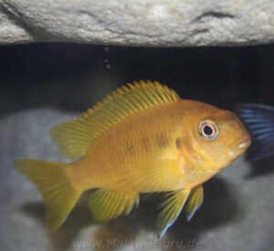 Tropheops sp. 'chilumba' Chitande Island