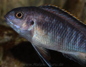 Tropheops sp. 'chilumba' Chitande Island