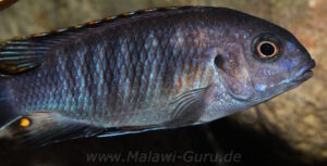 Tropheops sp. 'chilumba' Chitande Island