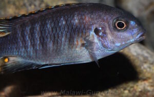 Tropheops sp. 'chilumba' Chitande Island