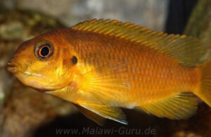 Tropheops sp. 'chilumba' Chitande Island