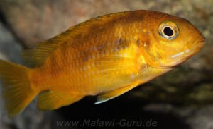 Tropheops sp. 'chilumba' Chitande Island