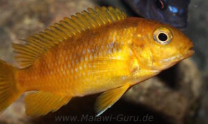 Tropheops sp. 'chilumba' Chitande Island