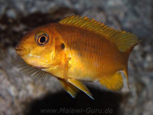 Tropheops sp. 'chilumba' Chitande Island