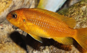 Tropheops sp. 'chilumba' Chitande Island