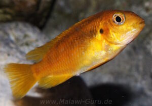 Tropheops sp. 'chilumba' Chitande Island