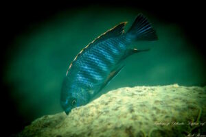 Tropheops sp. 'chilumba' Kaphaso Reef