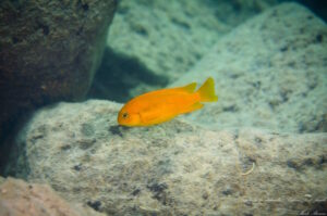 Tropheops sp. 'chilumba' Luwino Reef Galerie Tropheops sp. 'chilumba' Luwino Reef