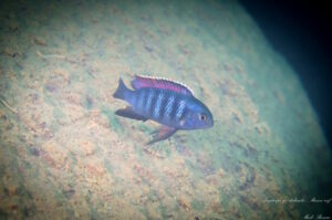 Tropheops sp. 'chilumba' Maison Reef Galerie Tropheops sp. 'chilumba' Arten