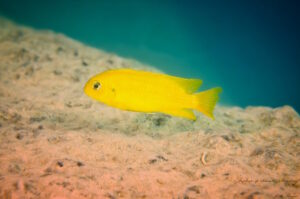 Tropheops sp. 'chilumba' Maison Reef