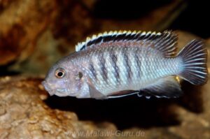 Tropheops sp. 'chilumba' Mphanga Rock