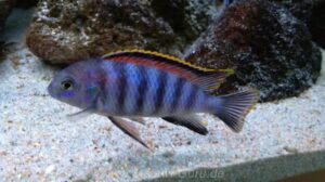 Tropheops sp. 'chilumba' Mphanga Rock Galerie Tropheops sp. 'chilumba' Mphanga Rock