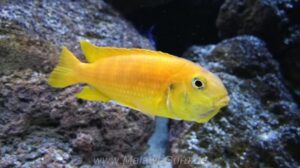 Tropheops sp. 'chilumba' Mphanga Rock