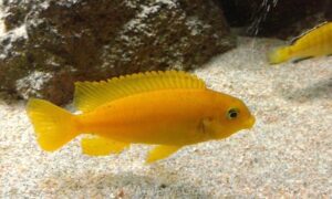 Tropheops sp. 'chilumba' Mphanga Rock