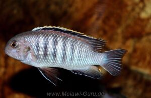 Tropheops sp. 'chilumba' Mphanga Rock