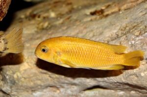 Tropheops sp. 'chilumba' Mphanga Rock