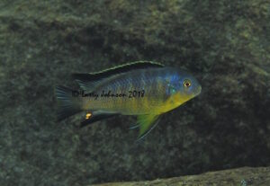 Tropheops sp. 'chinyamwezi'