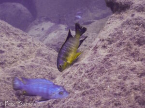 Tropheops sp. 'chinyamwezi' Chinyamwezi Island