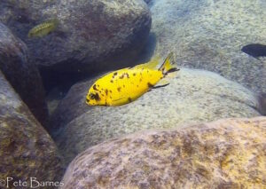 Tropheops sp. 'chinyamwezi'