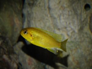 Tropheops sp. 'chitimba' Chitimba Bay