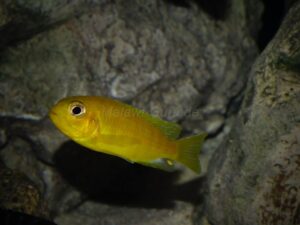 Tropheops sp. 'chitimba' Chitimba Bay