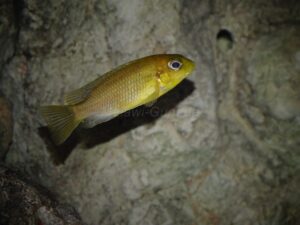 Tropheops sp. 'chitimba' Chitimba Bay