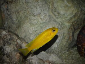 Tropheops sp. 'chitimba'