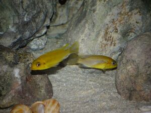 Tropheops sp. 'chitimba' Chitimba Bay