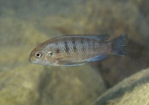 Tropheops sp. 'deep' Lions Cove