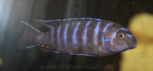 Tropheops sp. 'elongatus mbako' Hai Reef