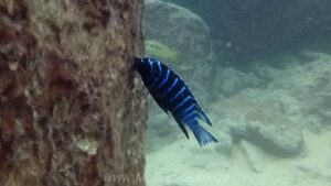 Tropheops sp. 'elongatus mbako' Maingano Island