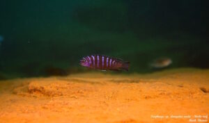 Tropheops sp. 'elongatus mbako' Undu Reef