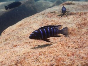 Tropheops sp. 'elongatus mbako' Undu Reef