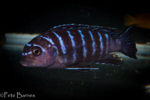 Tropheops sp. 'elongatus mbako'