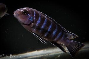 Tropheops sp. 'elongatus mbako' Undu Reef