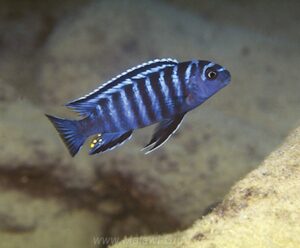 Tropheops sp. 'elongatus metangula' Nkolongwe Galerie Tropheops sp. 'elongatus metangula' Arten