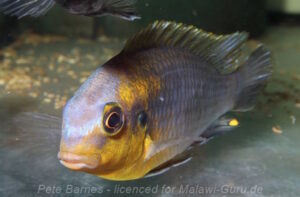 Tropheops sp. 'lilac' Chidunga Rocks